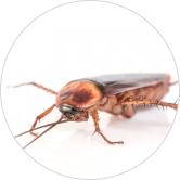hello pesty cockroach pest control