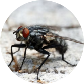 hello pesty fly pest control