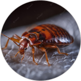 hello pesty bed-bug pest control