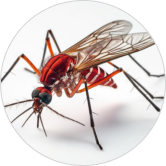 hello pesty mosquito pest control